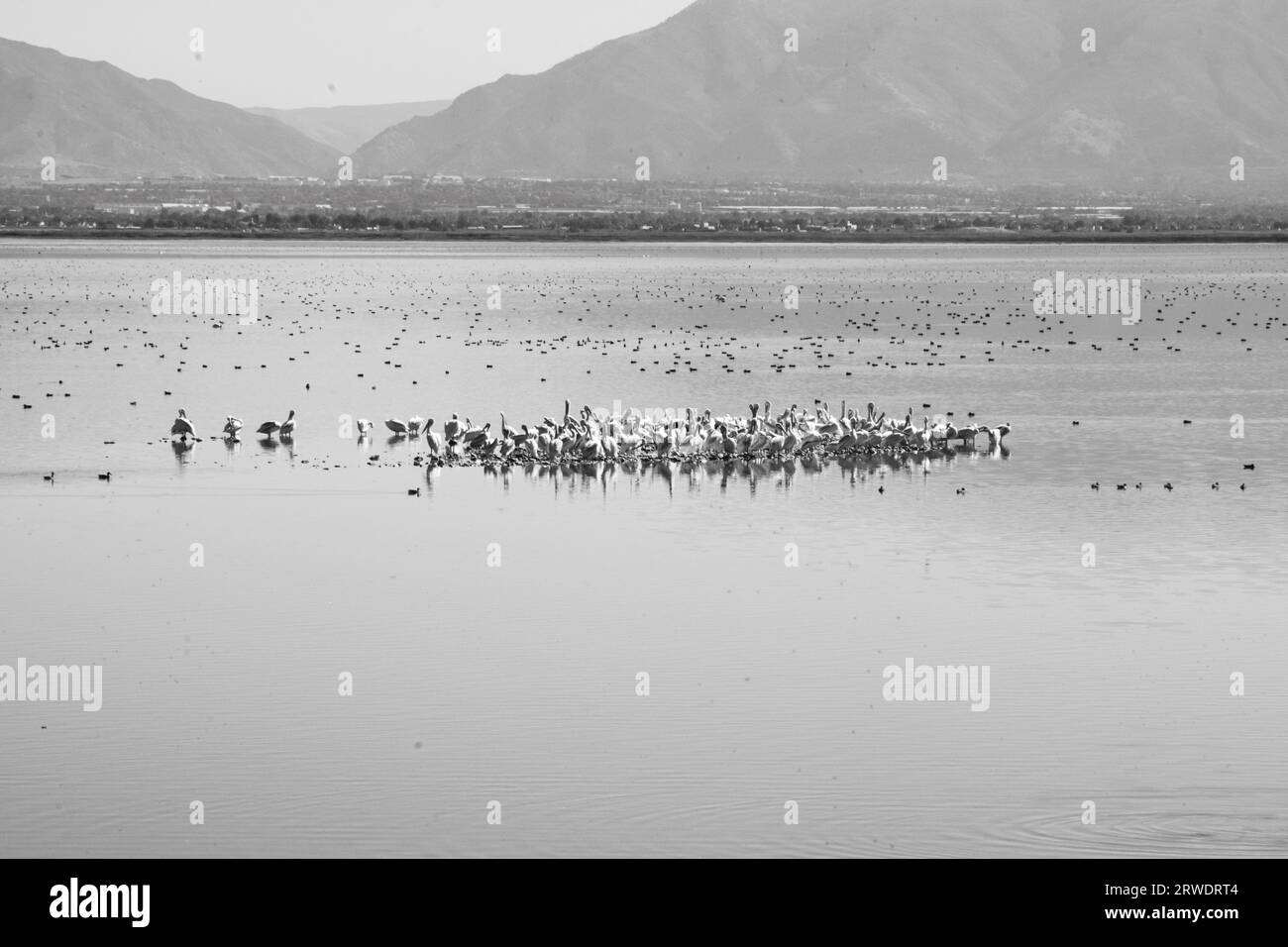 Immagine in bianco e nero degli uccelli nell'Antelope Island State Park, nel Great Salt Lake, Utah. Foto Stock