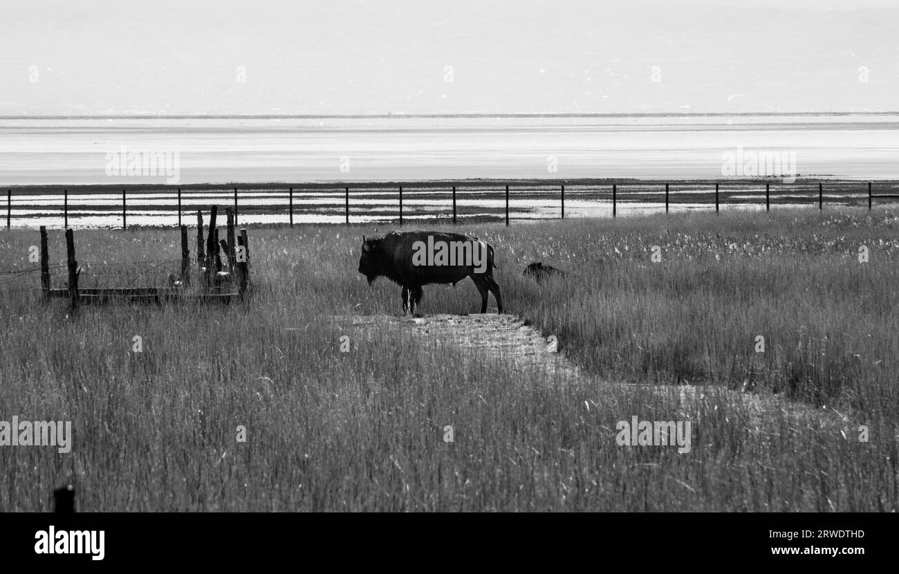 Un bisonte i, la prateria di erba gialla dell'Antelope Island State Park, nel Great Salt Lake, Utah. Foto Stock Un bisonte i, la prateria di erba gialla dell'Antelope Island State Park, nel Great Salt Lake, Utah. Foto Stock