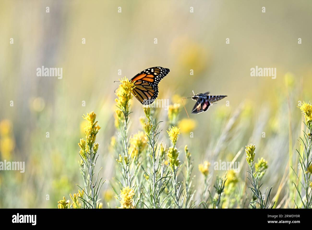 Monarch Butterfly e Hyles lineata con fiori selvatici Foto Stock