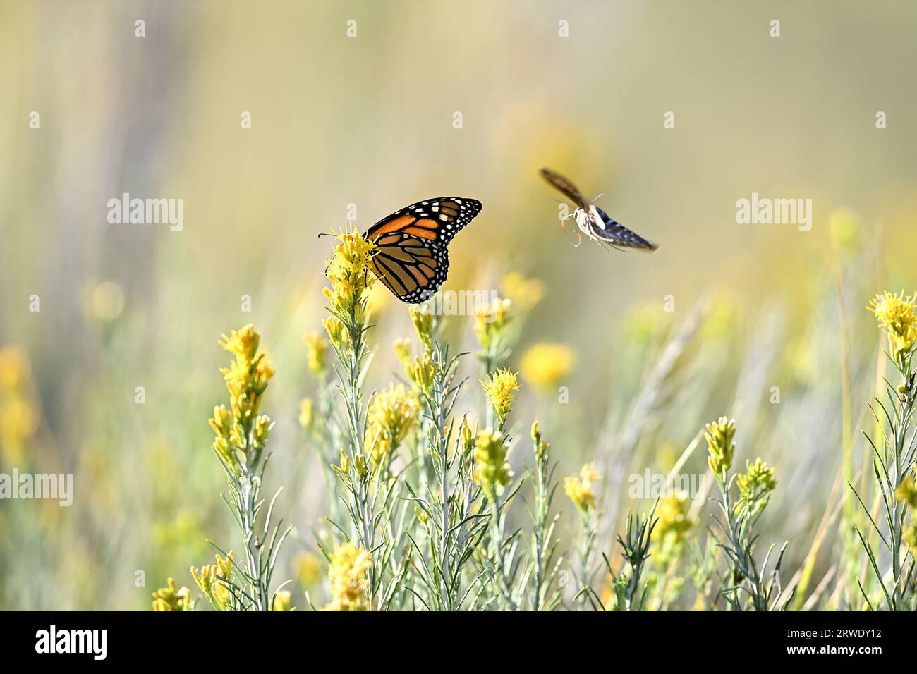Monarch Butterfly e Hyles lineata con fiori selvatici Foto Stock