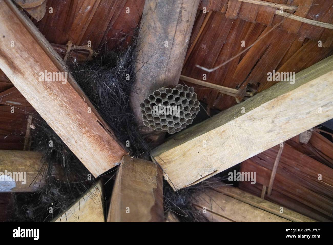 Nido WASP sotto il tetto del gazebo, insetti pericolosi per le persone Foto Stock