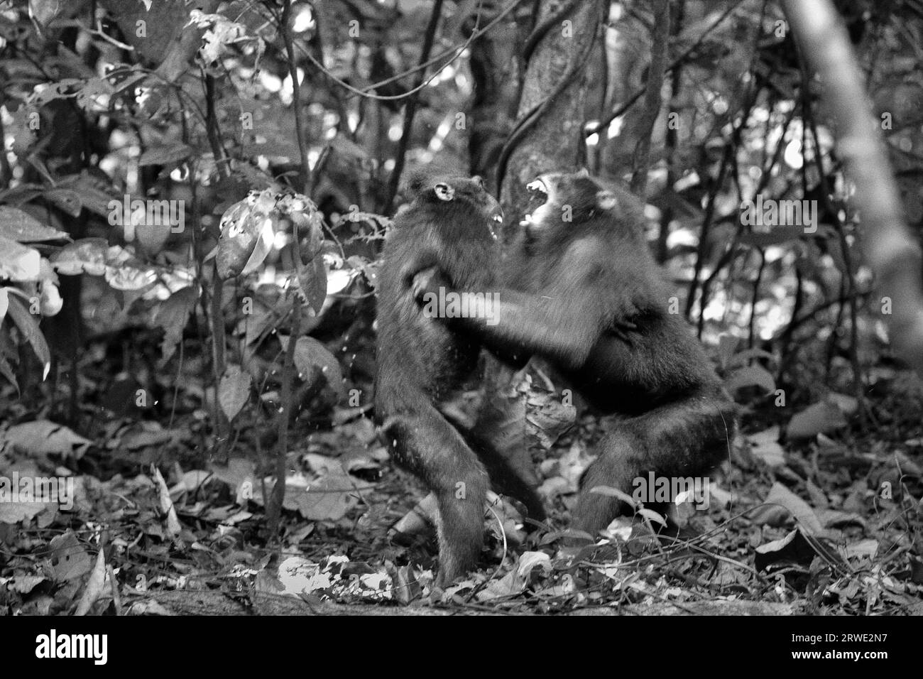Due individui di macaco crestato (Macaca nigra) sono coinvolti in un comportamento aggressivo l'uno verso l'altro, in quanto svolgono attività sociali nella foresta di Tangkoko, Sulawesi settentrionale, Indonesia. La frequenza e l'intensità dell'aggressione tra individui maschili in un gruppo sociale macaco crestato è fortemente correlata alla distanza di rango, secondo Caitlin Reed, Timothy o'Brien e Margaret Kinnaird in un articolo di ricerca pubblicato sull'International Journal of Primatology nel 1997. Tuttavia, altri primatologi hanno aggiunto che combattere o inseguirsi a vicenda sono parte delle attività sociali del macaco crestato. Foto Stock
