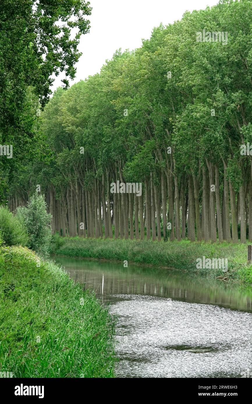 Sul canale da Bruges a Sluis, che porta dal Belgio all'Olanda Foto Stock