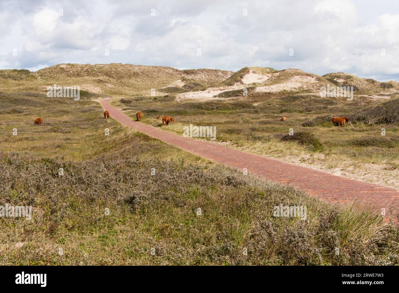 Duenenlandschaft in Olanda, paesaggio di dune nei Paesi Bassi Foto Stock