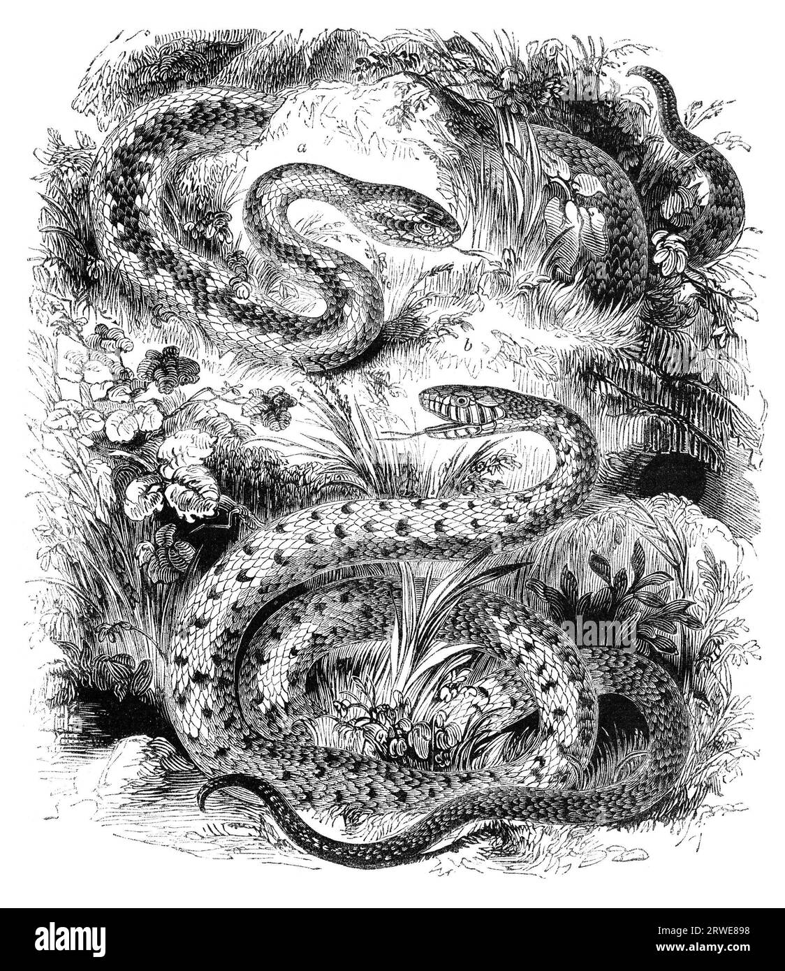 Un'adorazione comune e un serpente con anelli, un serpente d'erba. Illustrazione da The Penny Magazine, agosto 1843 Foto Stock