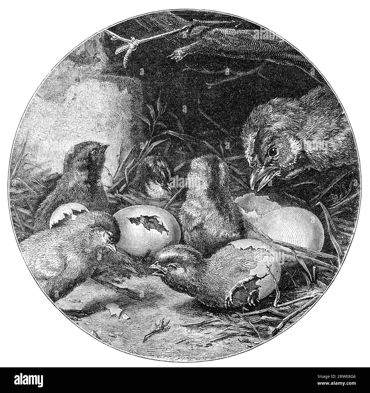 Nido di uccelli con uova da cova. Illustrazione di un artista sconosciuto della rivista Leisure Hour gennaio 1880 Foto Stock