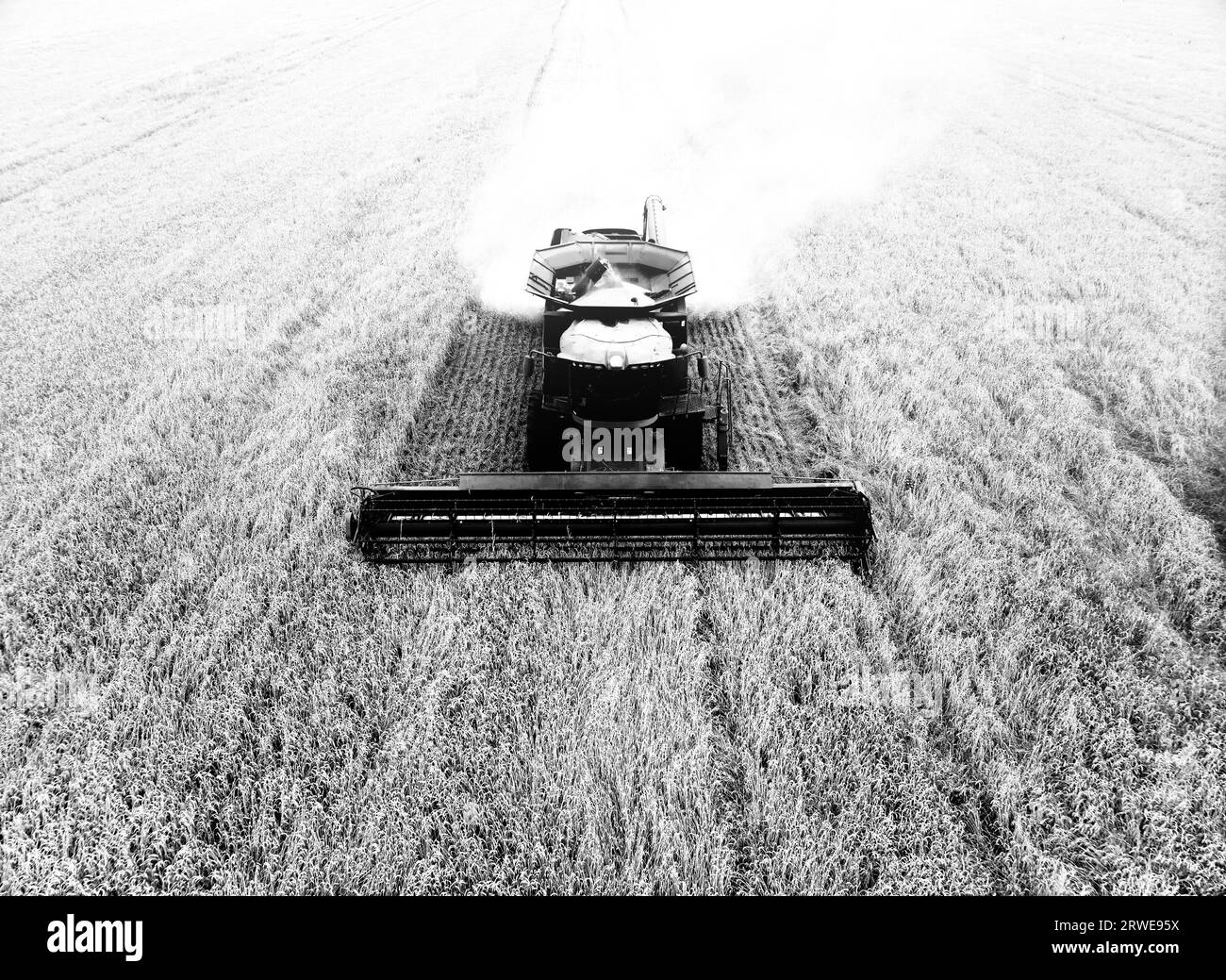 Trinciatrice grano in funzione. La mietitrebbiatrice con trinciapaglia lavora nel campo del grano. Raccolta del frumento in slow motion. Vista frontale di a. Foto Stock