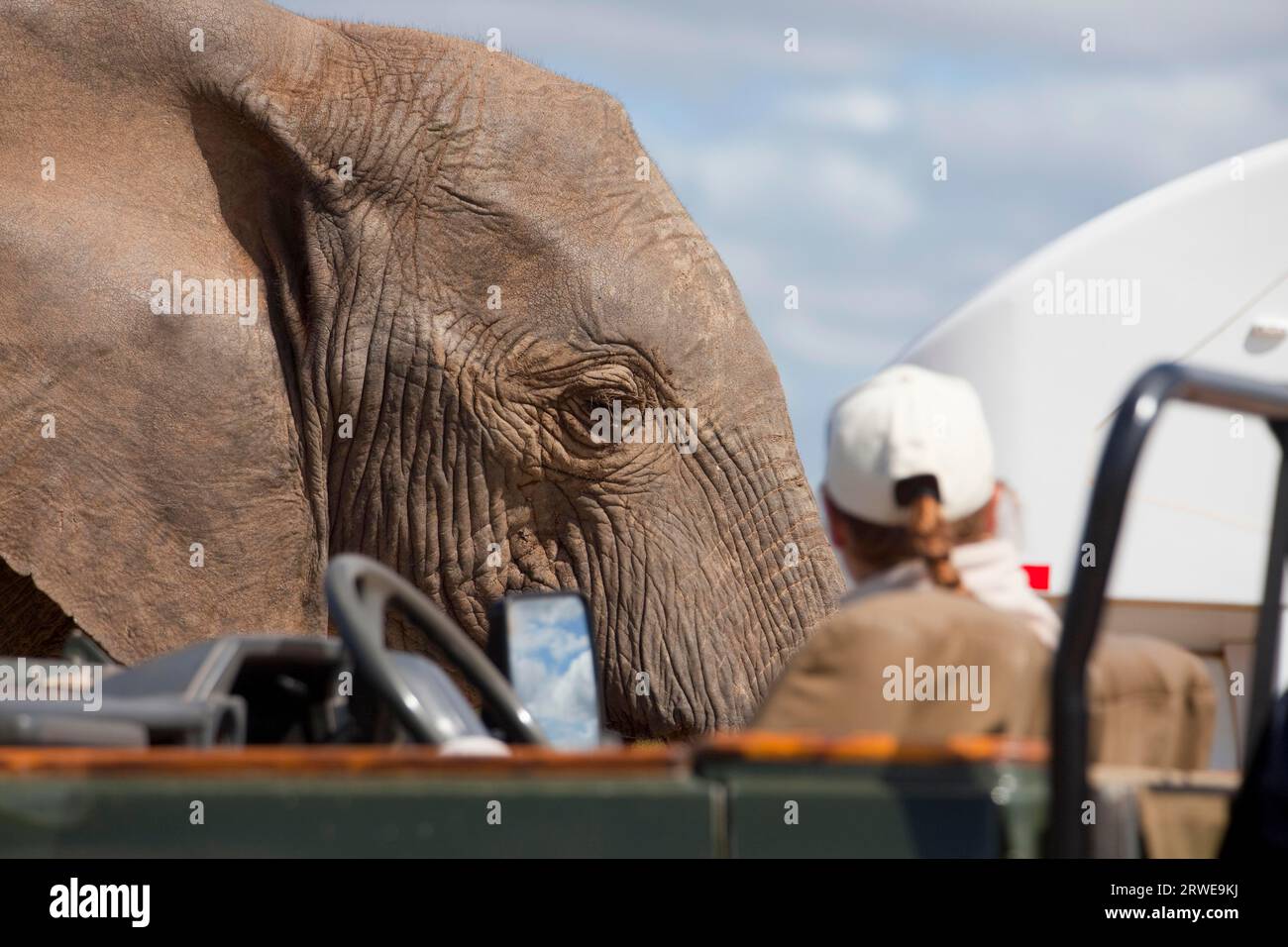 Elefanti a Addo Elephant Park, Sud Africa Foto Stock
