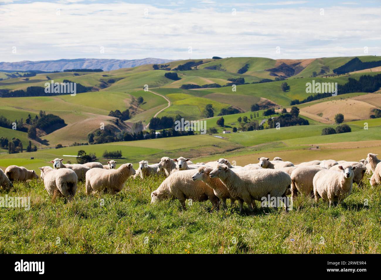 Allevamento di ovini in nuova Zelanda Foto Stock