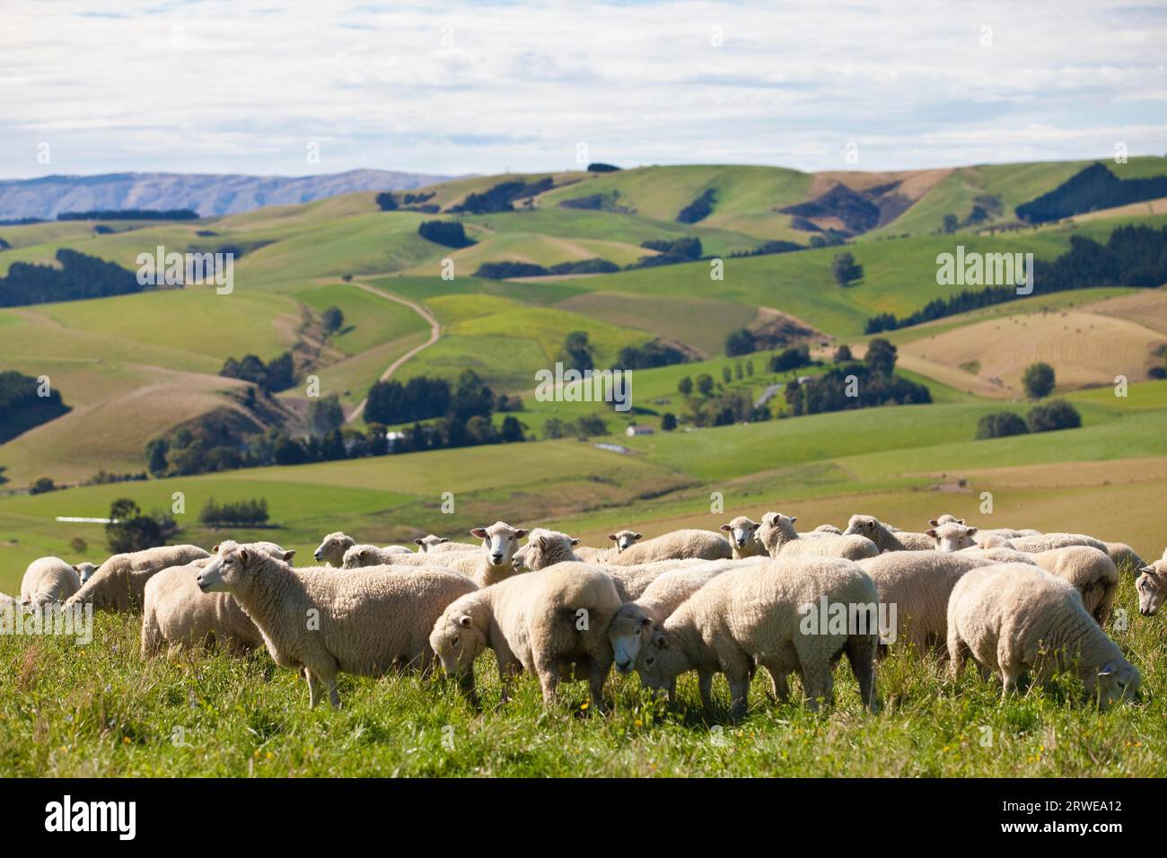 Allevamento di ovini in nuova Zelanda Foto Stock