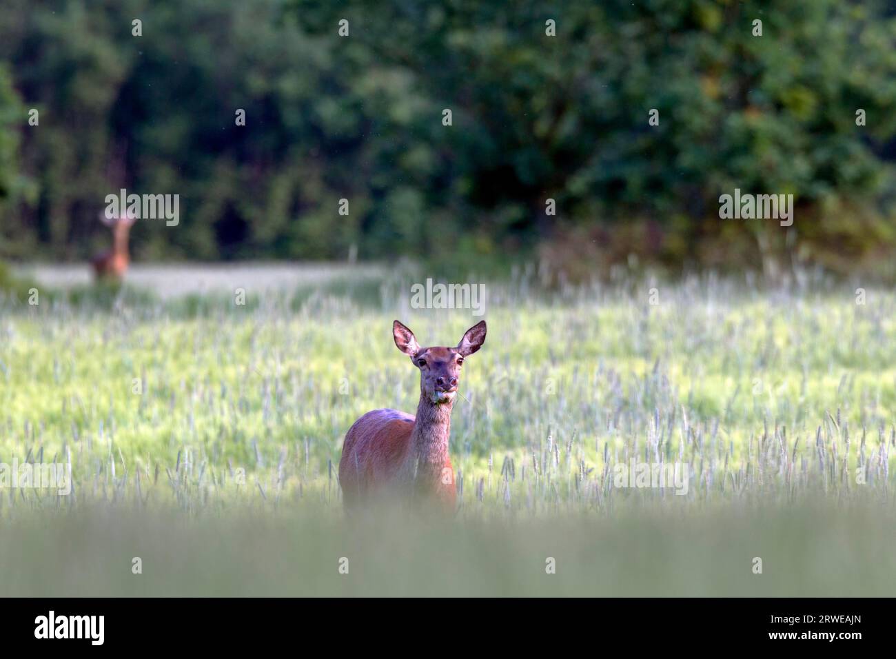 Cervo rosso (Cervus elaphus), in aree con un'offerta alimentare limitata, la pressione concorrenziale del cervo rosso sul capriolo (Capreolus capreolus) può essere molto elevata Foto Stock