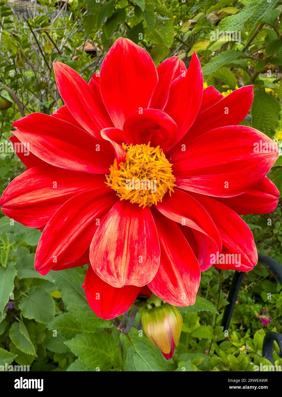 Bellissimo fiore Dhalia rosso Dahlia variabilis primo piano Foto Stock