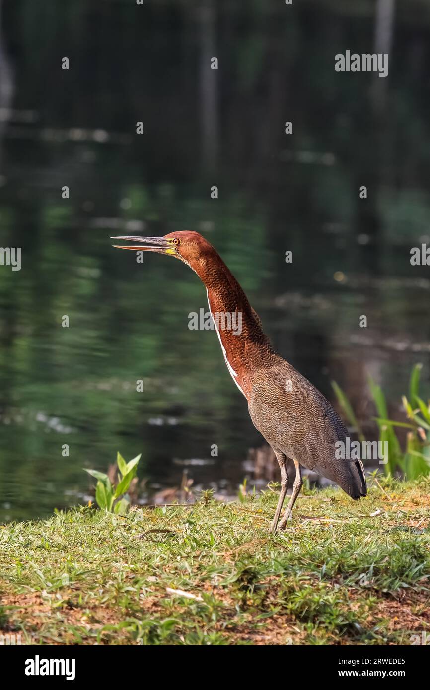 Rufuscent tiger heron nel suo habitat nautral, la foresta pluviale amazzonica del Brasile Foto Stock