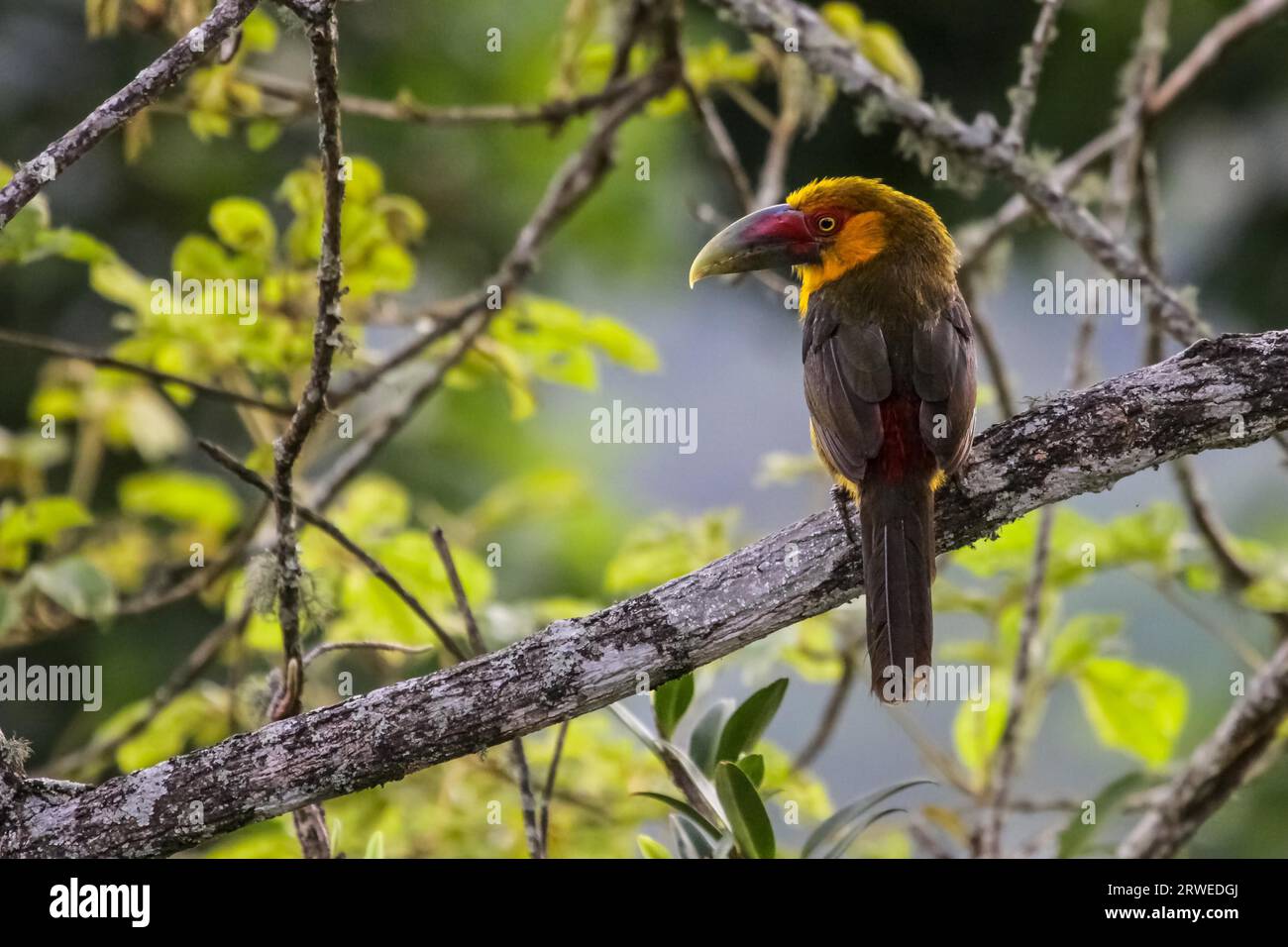 Lo zafferano toucanet seduto su un ramo in foresta atlantica, Itatiaia, Brasile Foto Stock