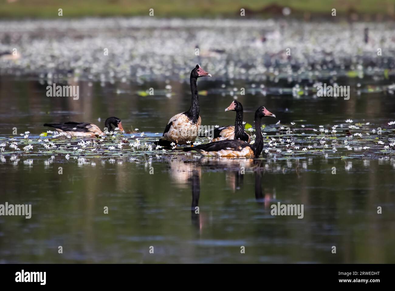 Famiglia di gazza goose su un billabong, acqua gialla, Kakadu National Park, Australia Foto Stock