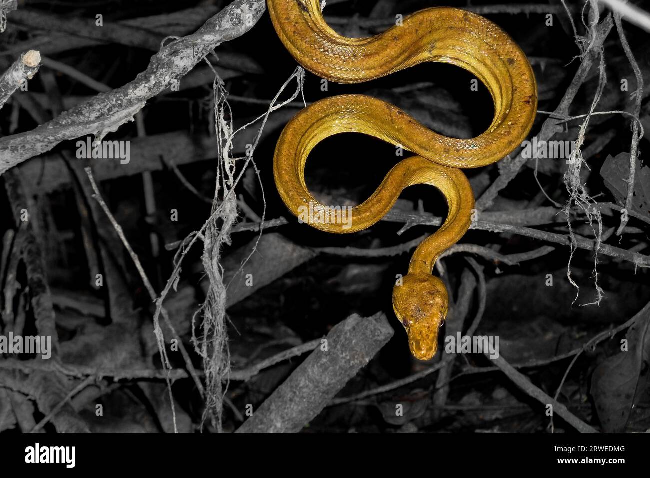 Amazon tree boa è in attesa della preda, la foresta pluviale amazzonica del Brasile Foto Stock