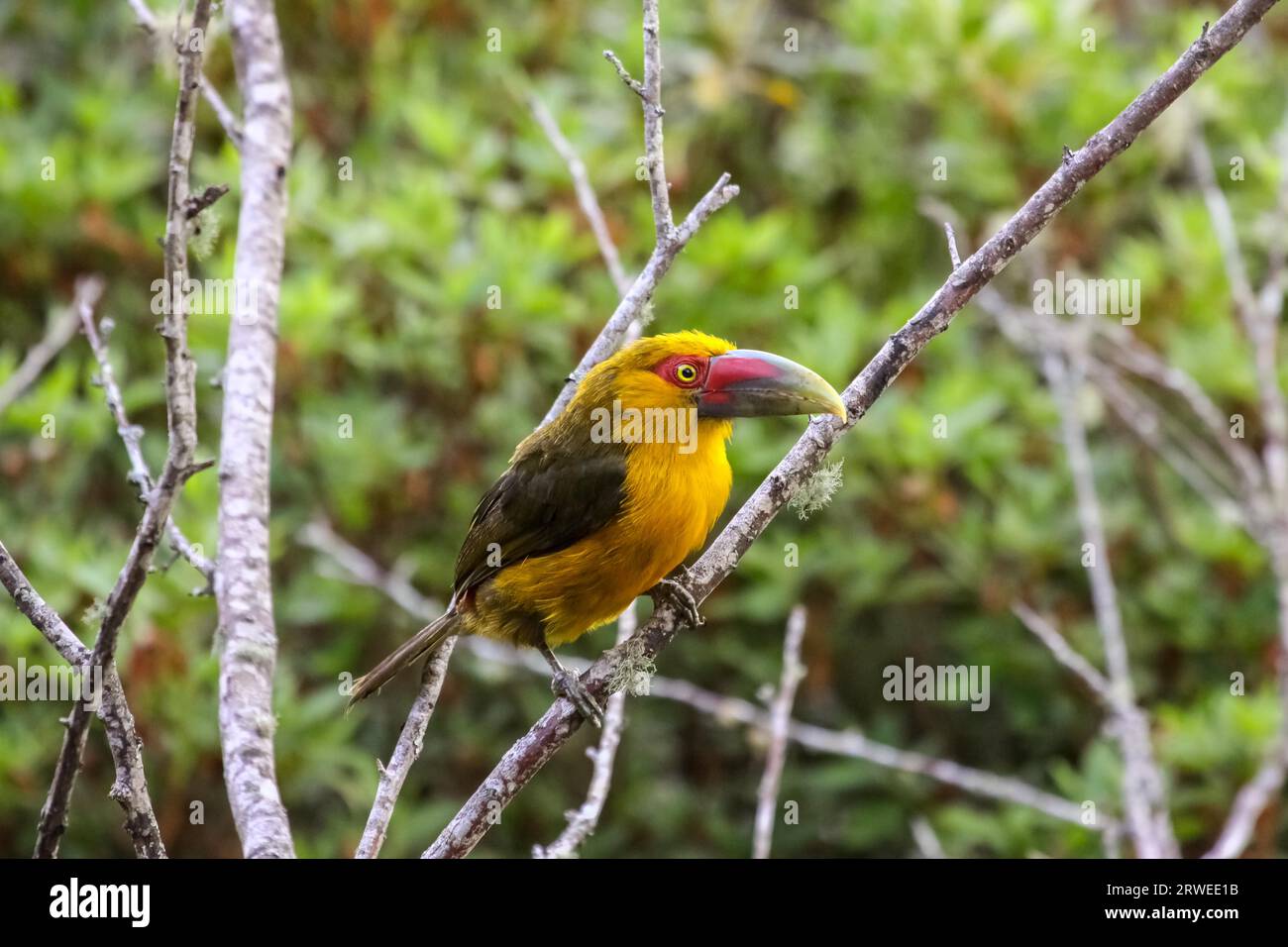 Lo zafferano toucanet seduto su un ramo in foresta atlantica, Itatiaia, Brasile Foto Stock