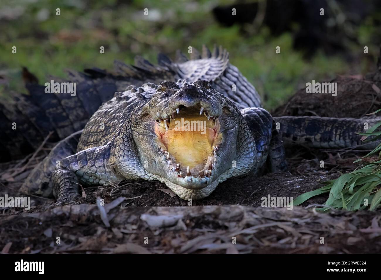 Di fronte a un impressionante coccodrillo di acqua salata a bocca aperta, rinfrescante, acqua gialla, Kakadu Nat Foto Stock