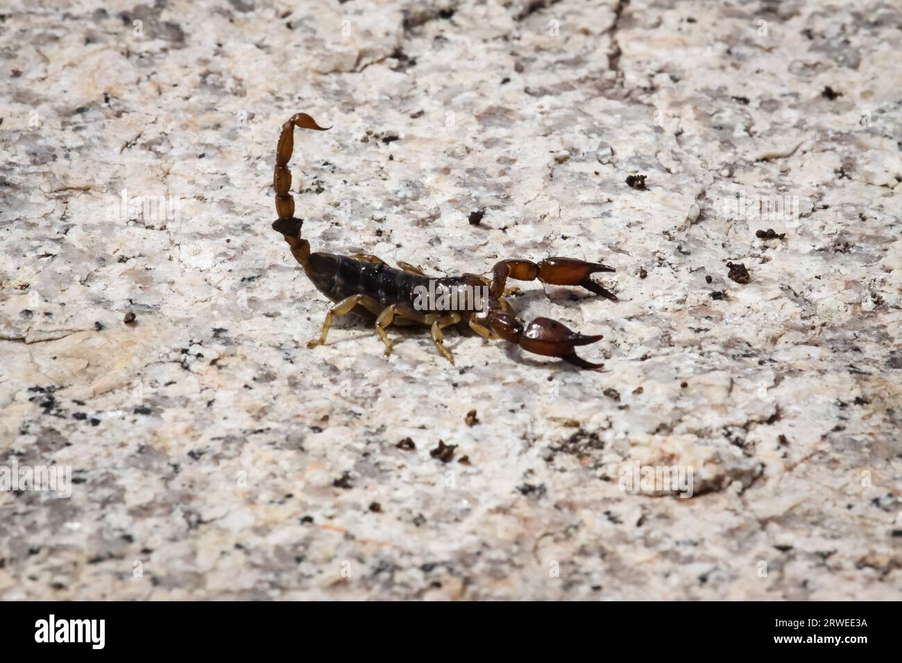 Close up di Black Rock scorpion, Queensland Australia Foto Stock