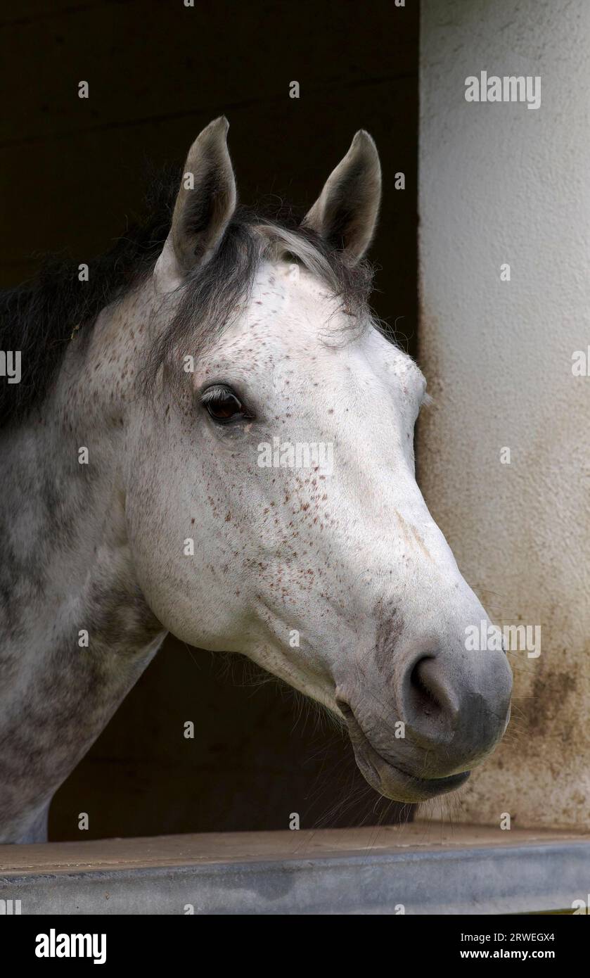 Cavallo grigio dapple immagini e fotografie stock ad alta Cavallo grigio dapple immagini e fotografie stock ad alta