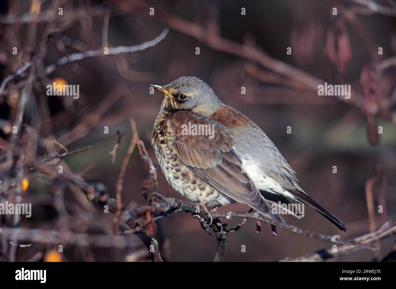 Fieldfare (Turdus pilaris) siede in una siepe con il torace marino (Hippophae rhamnoides), l'uccello adulto Fieldfare siede in una siepe con il torace marino Foto Stock