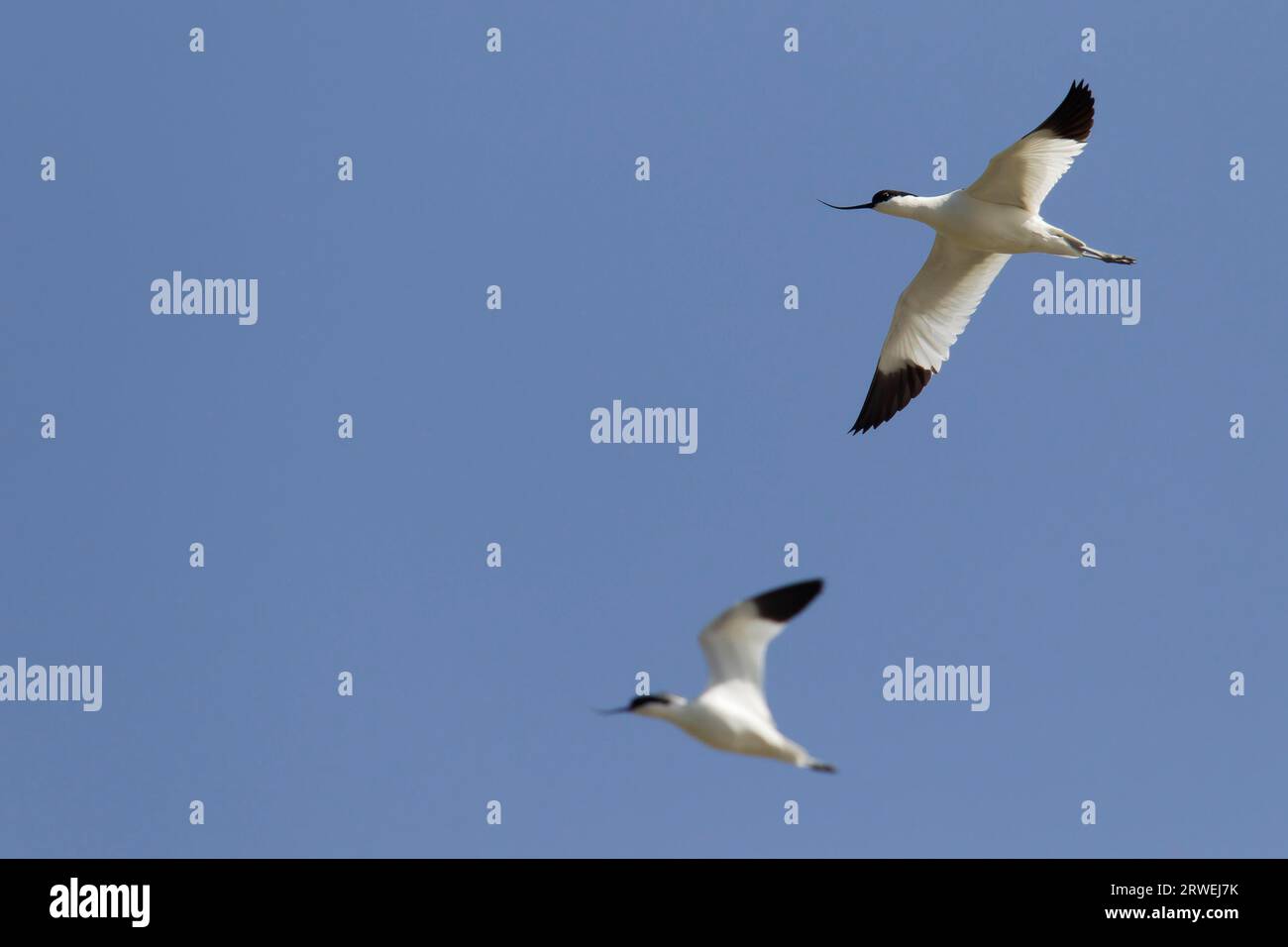 Avoceto con tappo nero (Recurvirostra avosetta) l'aspetto in volo è bianco puro ad eccezione delle punte dell'ala nera (foto uccelli adulti in volo) Foto Stock