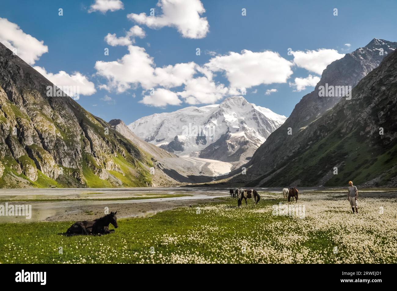 Foto di un escursionista che si trova in un campo vicino a cavalli selvatici con una grande catena montuosa in lontananza a Karakol in Kirghizistan Foto Stock