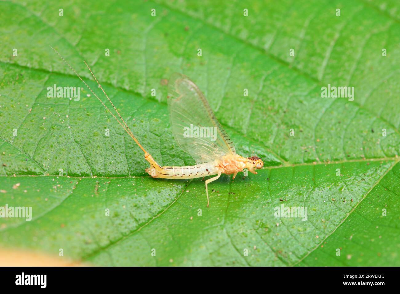 Mayfly, un insetto di breve durata, nella Cina del Nord Foto Stock