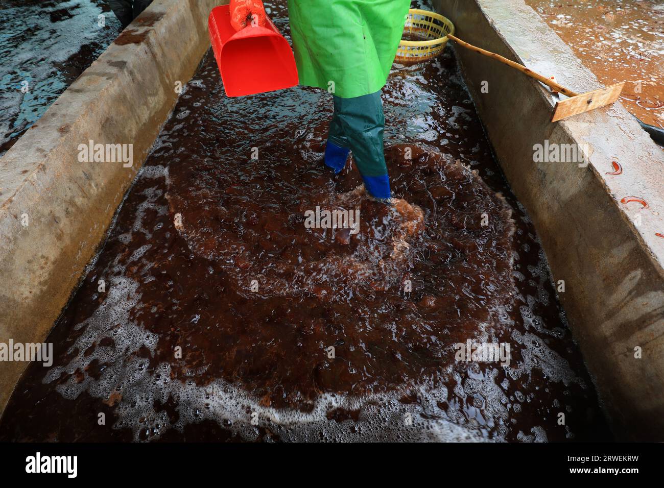 I lavoratori usano i piedi per mescolare l'acqua nel serbatoio della salamoia per sciogliere completamente il sale Foto Stock