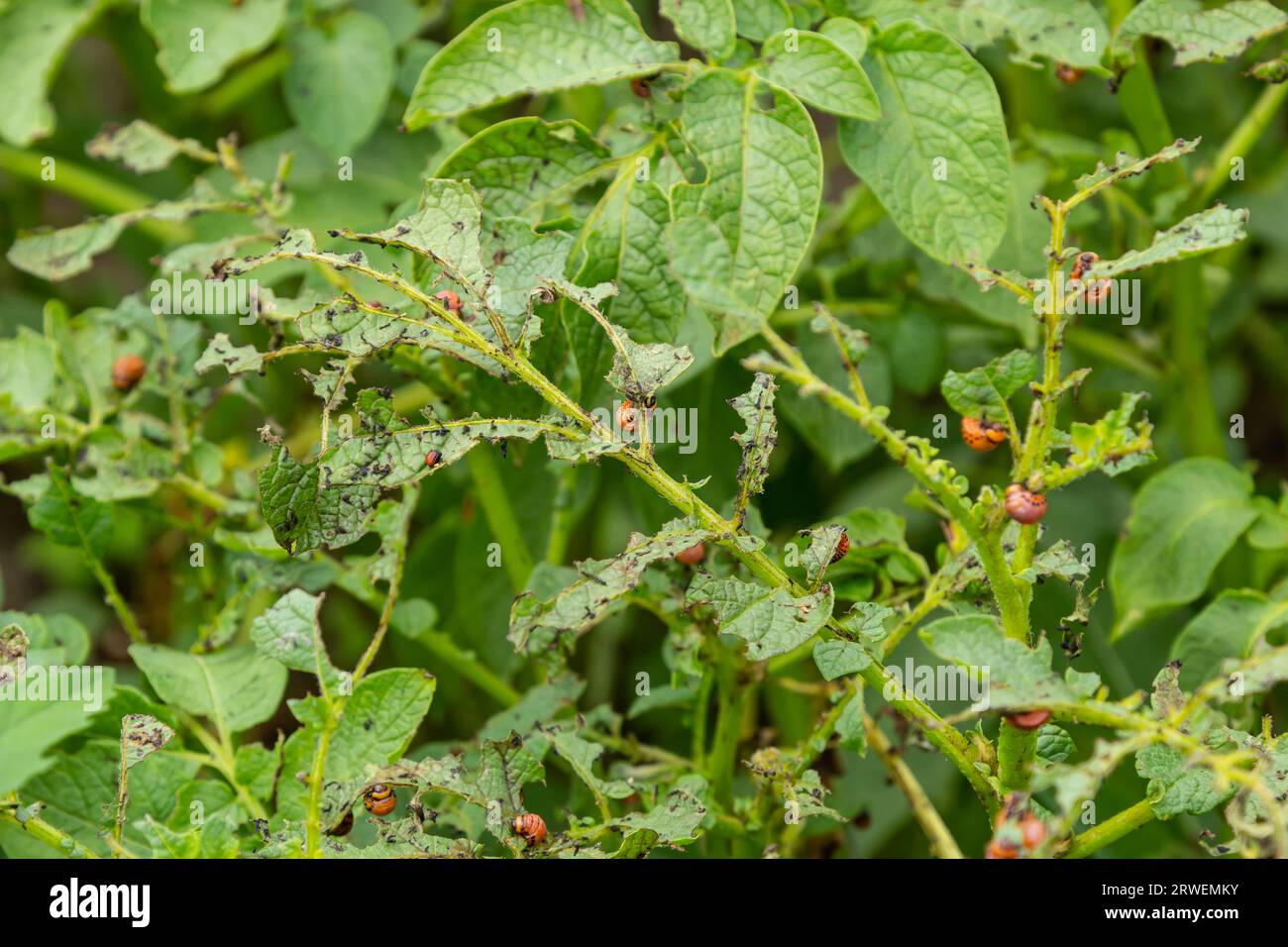 Coltivazione di patate distrutta da larve e coleotteri del Colorado coleottero di patate, Leptinotarsa decemlineata, noto anche come coleottero del Colorado, il TEN-st Foto Stock