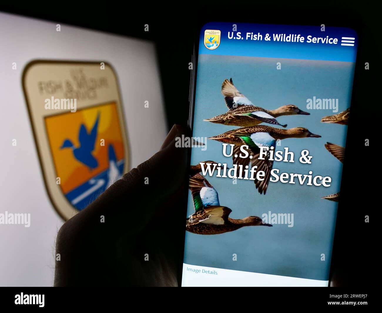Persona che tiene in mano il telefono cellulare con il sito Web del servizio Fish and Wildlife Service (FWS) degli Stati Uniti sullo schermo con sigillo. Concentrarsi sul centro del display del telefono. Foto Stock