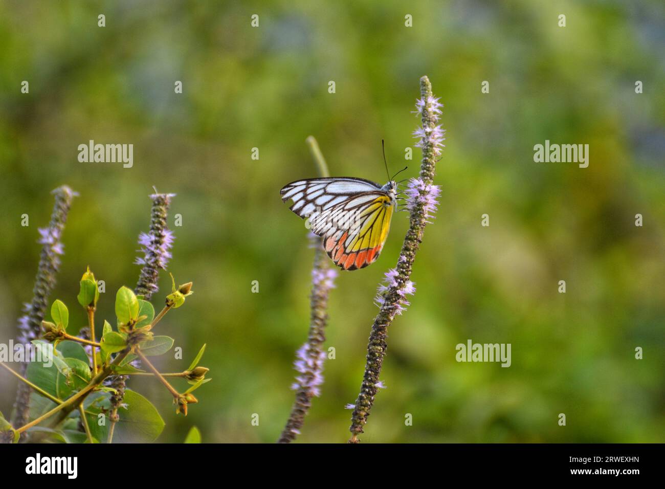 Farfalla (Delias eucharis) che dà da mangiare a un fiore, una vista ravvicinata delle ali colorate su uno sfondo verde, Kerala, India. Foto Stock