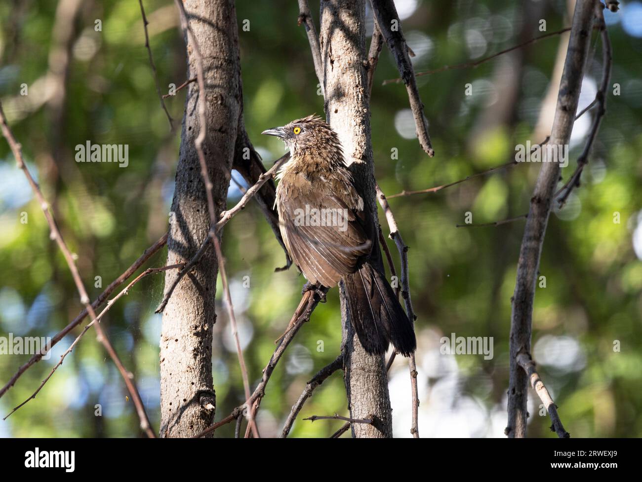 Il Babbler contrassegnato con le frecce è diffuso nelle savane dell'Africa orientale e meridionale. Con un occhio giallo distintivo vivono in famiglie estese. Foto Stock