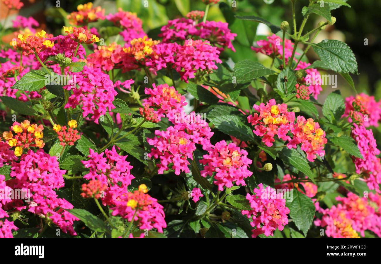 Rosa Lantana Esperanta in fiore Foto Stock