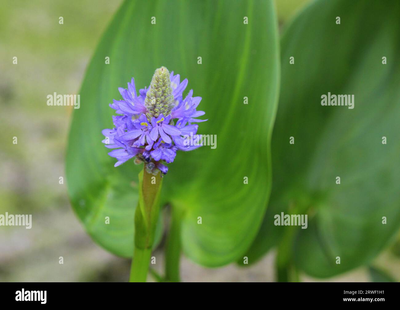 Pickerel Weed (Pontederia cordata) in fiore Foto Stock