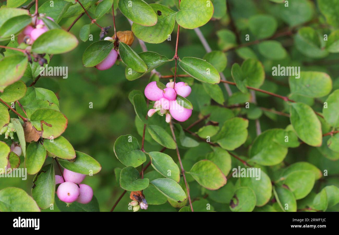 Symphoricarpos doorenbosii madre di Perla Foto Stock