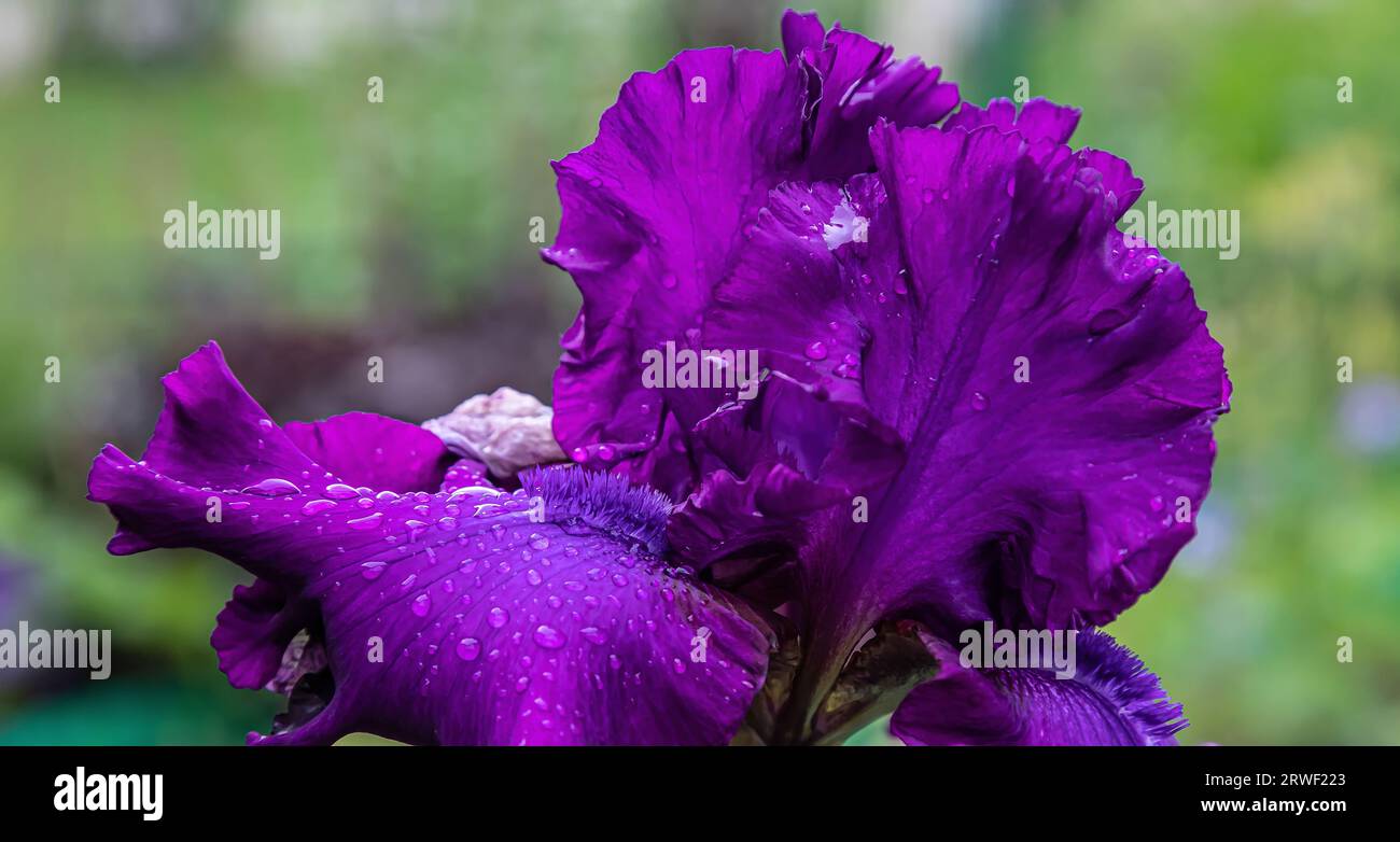 Un bellissimo fiore macro di una testa di Iris barbuta tedesca viola in piena fioritura con rugiada sui petali Foto Stock