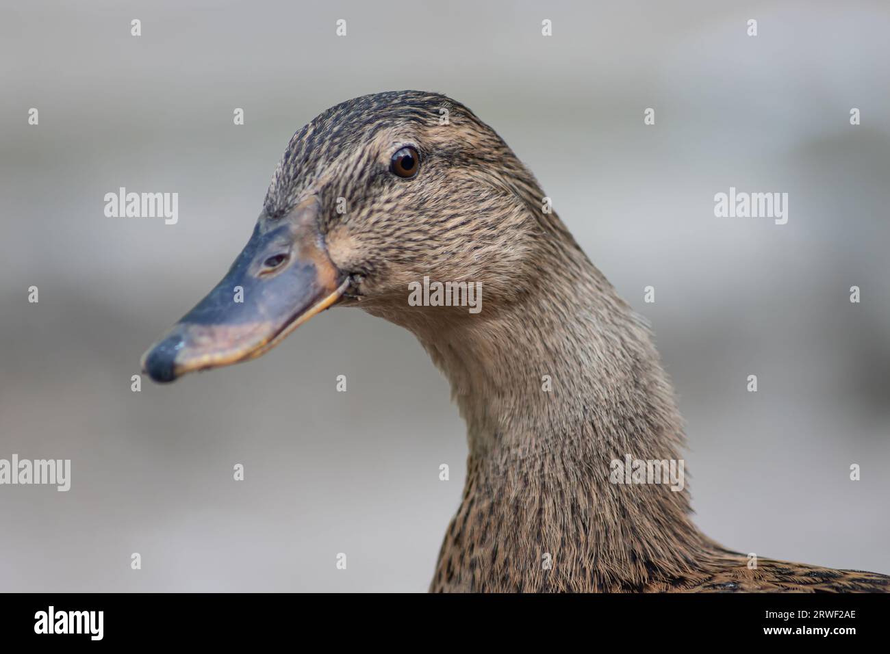 Ritratto dettagliato Foto di un'anatra selvatica femminile. Foto Stock