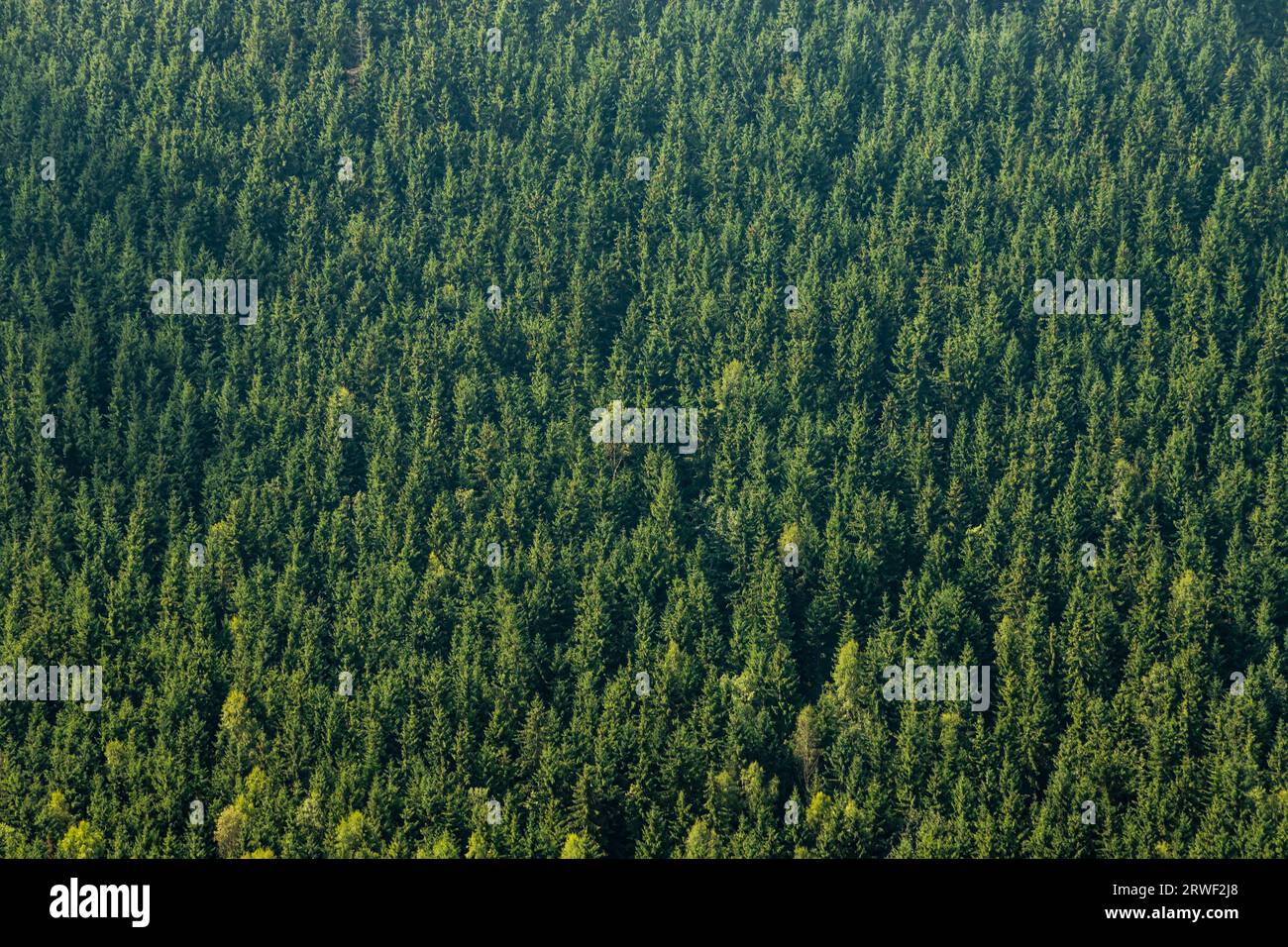 Vista dall'alto delle cime degli alberi delle foreste di conifere dei Carpazi. Foto Stock