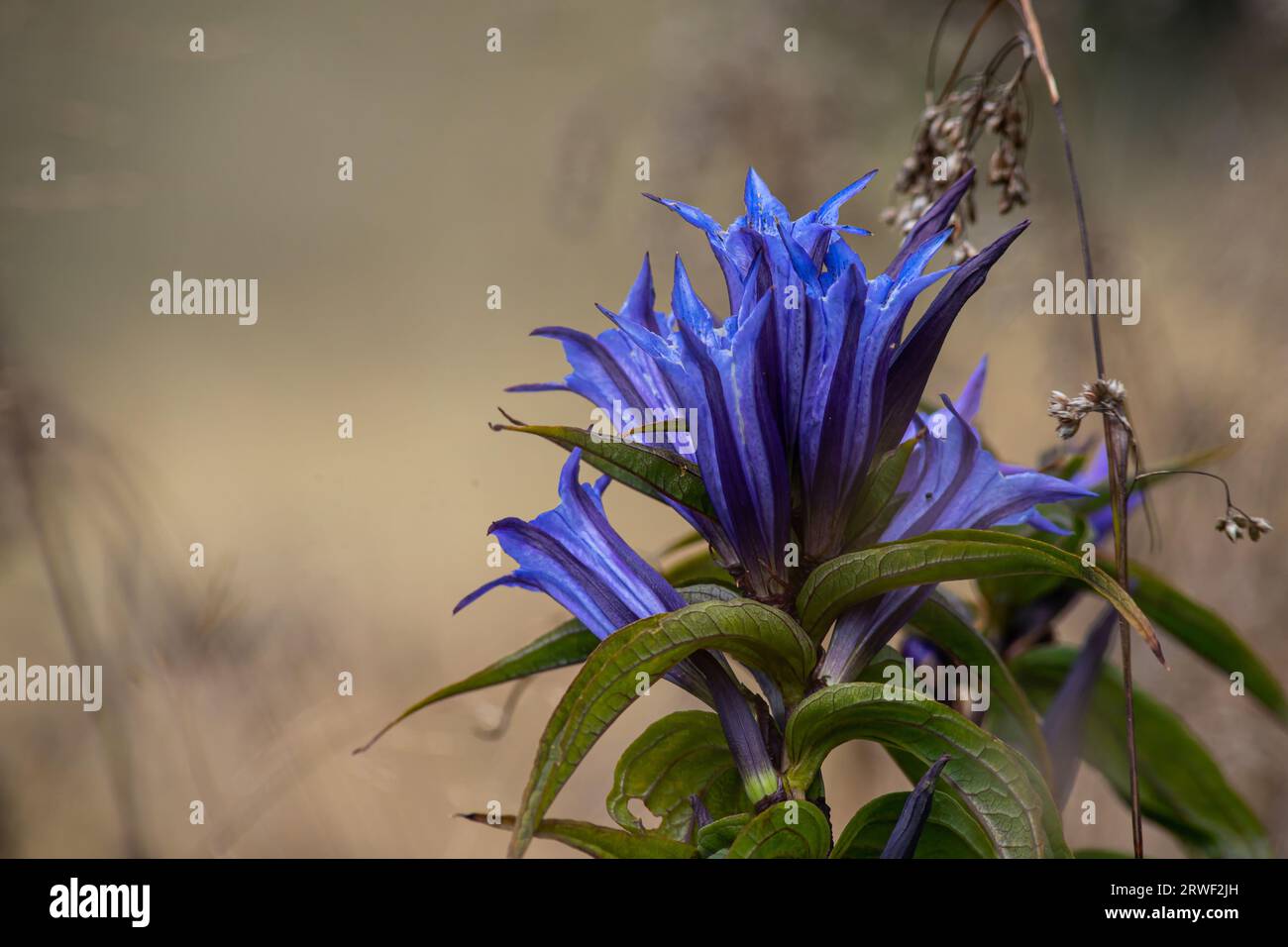 La Gentiana asclepiadea, la genziana del salice, è una specie di pianta fiorita della famiglia delle Gentianaceae. Willow Gentian Gentiana asclepiadea è un medium- Foto Stock