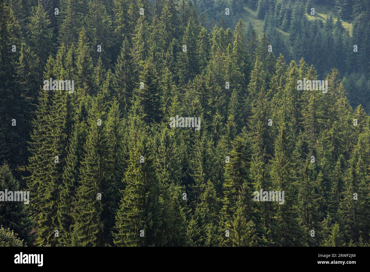 Vista dall'alto delle cime degli alberi delle foreste di conifere dei Carpazi. Foto Stock