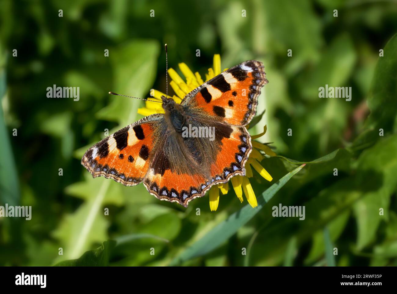 Piccola tartaruga (Aglais urticae) farfalla su un fiore giallo tra piante verdi Foto Stock
