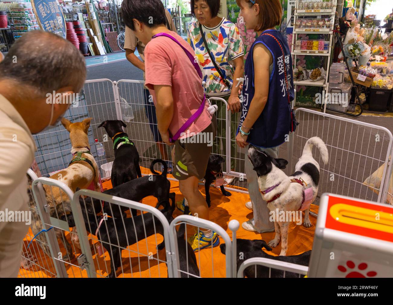 Cani in attesa di adozione mercato dei fiori di Jianguo Holiday, distretto di Daan, Taipei, Taiwan Foto Stock