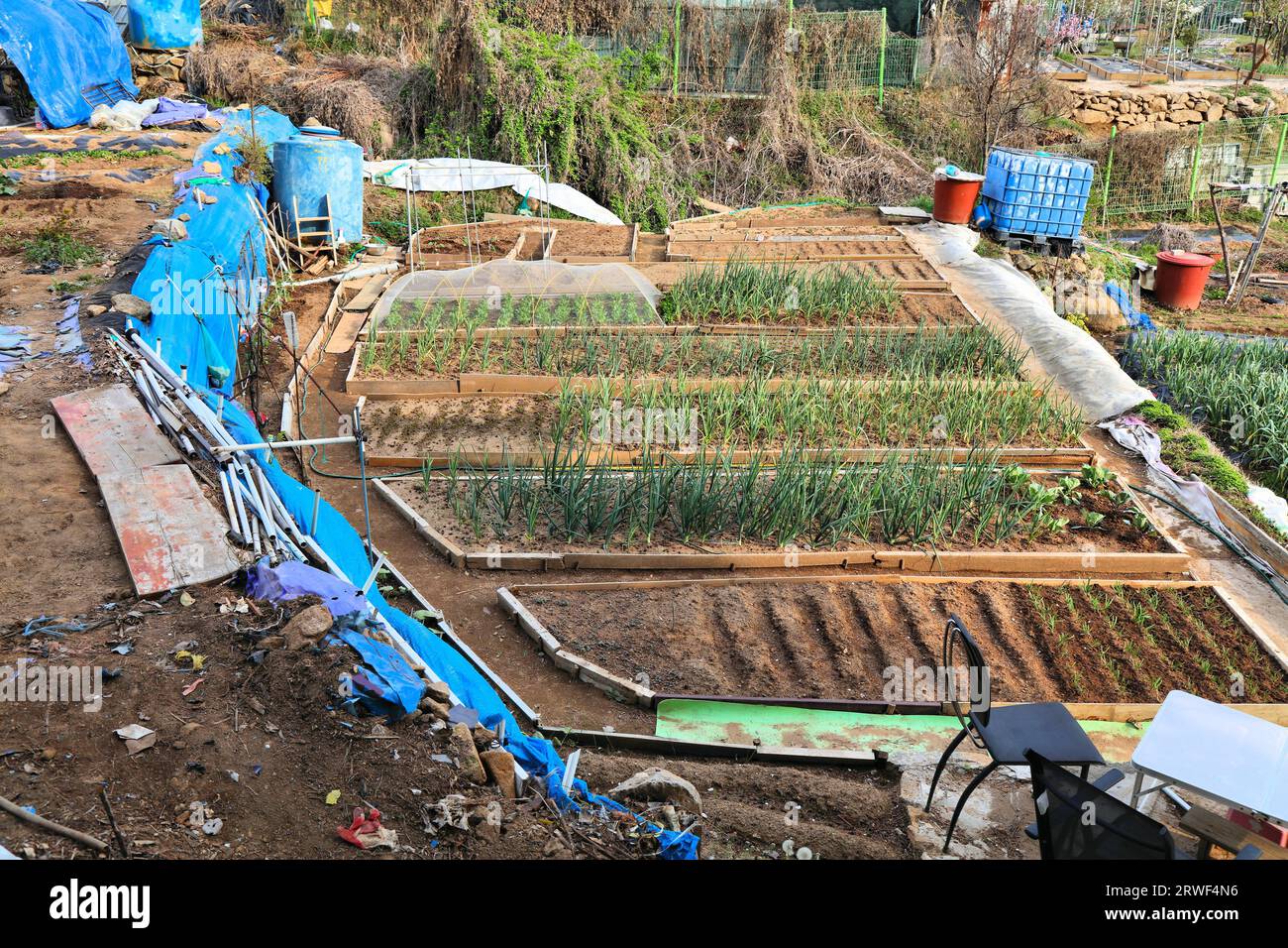 Giardini a Busan, in Corea. Agricoltura urbana privata su piccola scala - piccolo campo di cipolle o scalleone vegetale. Foto Stock