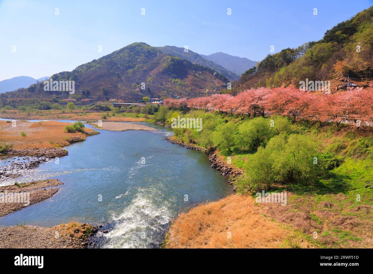 Fiume Seomjingang (noto anche come fiume Seomjin) paesaggio primaverile in fiore di ciliegio a Hwagae-myeon a Hadong, Corea del Sud. Foto Stock