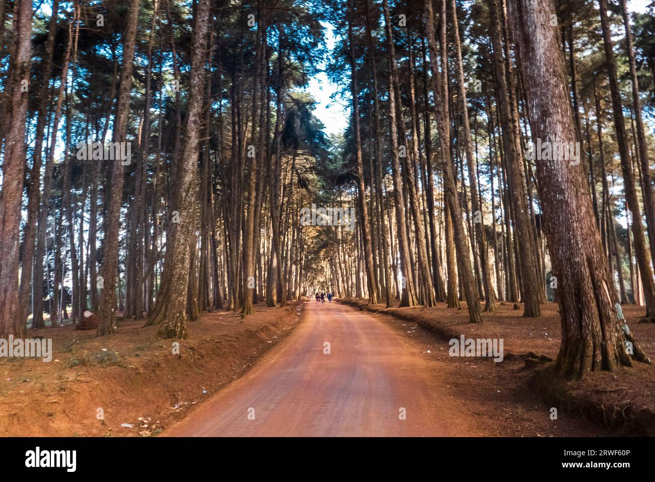 Un gruppo di escursionisti su un sentiero sterrato nella foresta di pini nella foresta di Mbooni, contea di Makuni, Kenya Foto Stock
