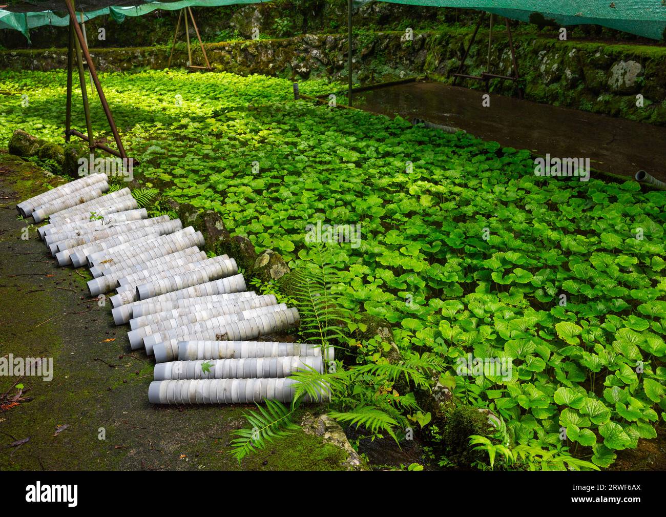 Coltivazione di colture di wasabi, prefettura di Shizuoka, Izu, Giappone Foto Stock