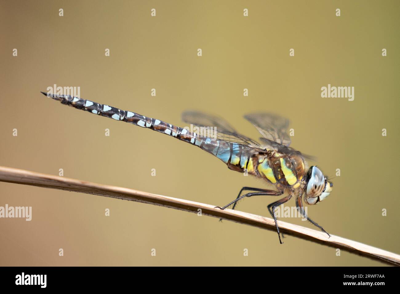 Migrante falco libellula riposa Foto Stock