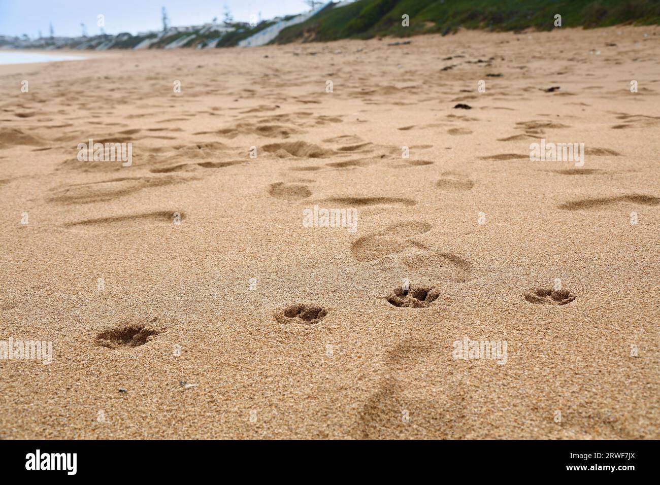 Stampe di cani sulla sabbia della spiaggia. Passeggia con il cane sulla spiaggia dell'Oceano Atlantico in Marocco. Foto Stock
