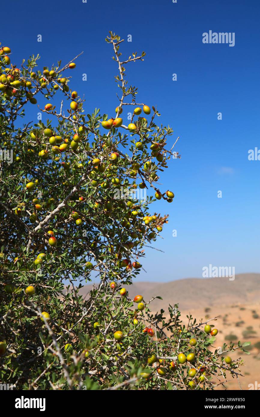 Frutta di albero di Argan in Marocco. Argania specie di albero endemico a valle di Sous. Foto Stock
